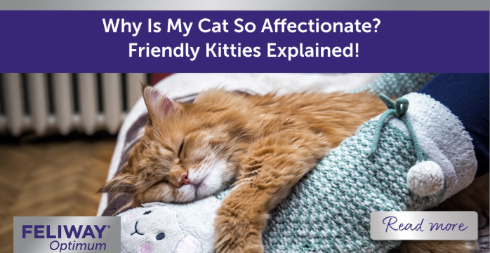 Ginger cat sleeping against a person’s foot on a sofa.