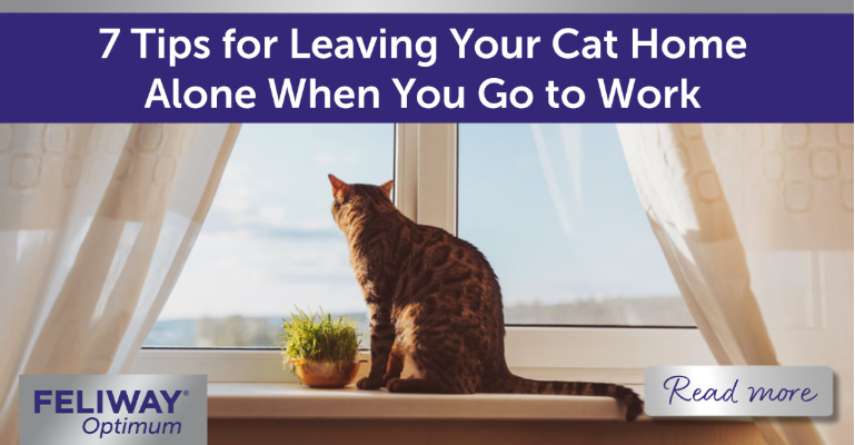 Cat home alone looking out of window.