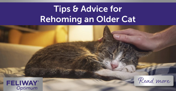 Older cat lying on bed being stroked by human.