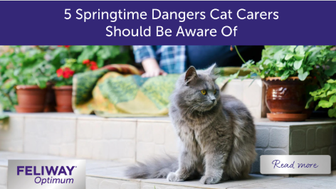 Grey cat and woman sitting on the back garden steps.