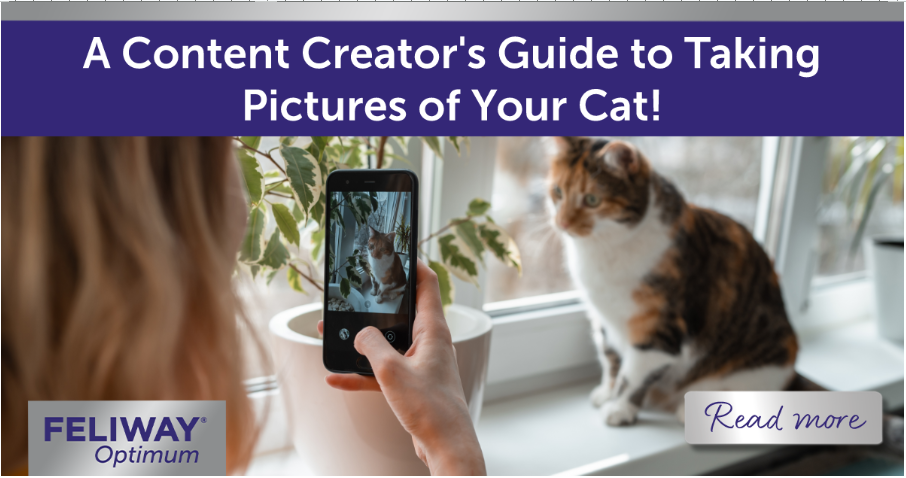 Human taking a photo on their mobile phone of a cat sitting on windowsill.