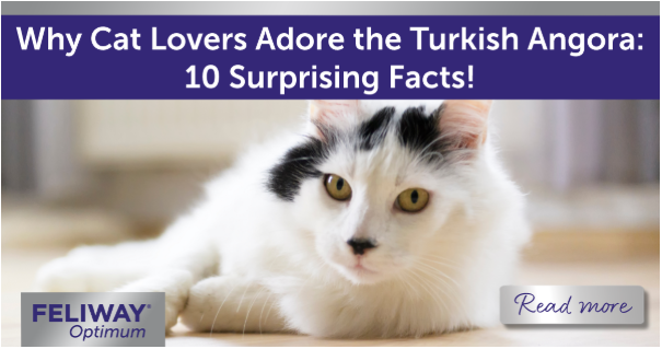 Black and white Turkish Angora cat lying on the floor, looking into the camera.