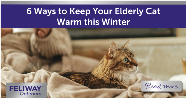Cat curled up in a blanket with a fireplace burning in the background