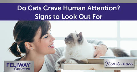 Do Cats Crave Human Attention? Signs To Look Out For