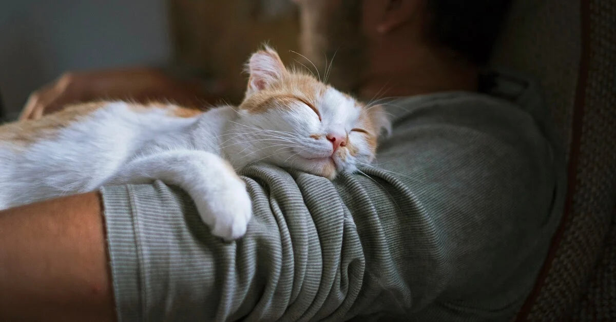 Which is the Best FELIWAY Product for my Cat and Me?