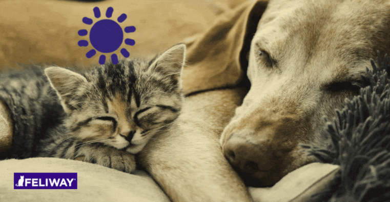 Can FELIWAY Be Used For Dogs?