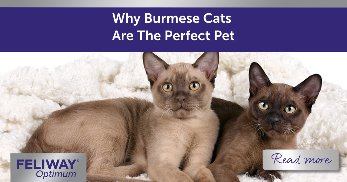 Pair of Burmese cats on a fluffy blanket.