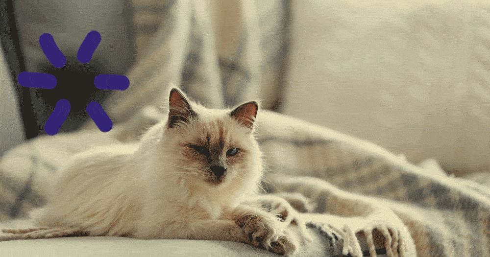 What Age Do Cats Start Spraying? What To Do About It