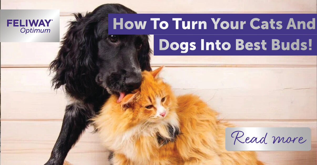dog and cats how to make friends
