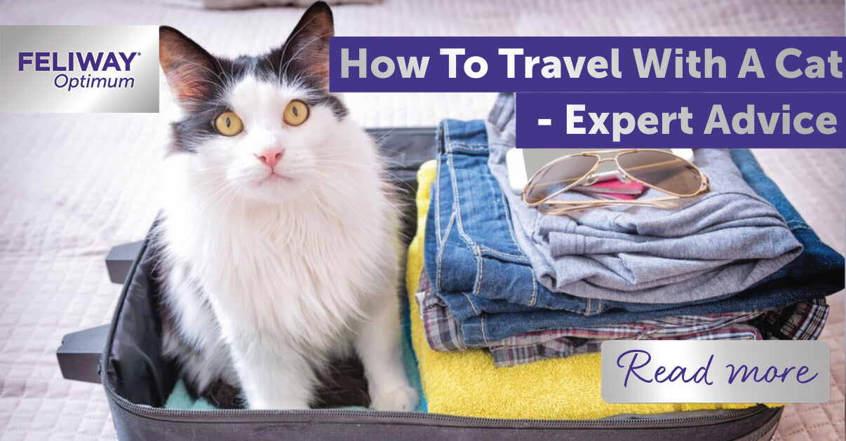 how to travel with a cat