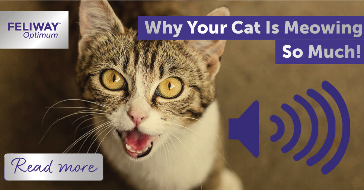 cat meowing a lot