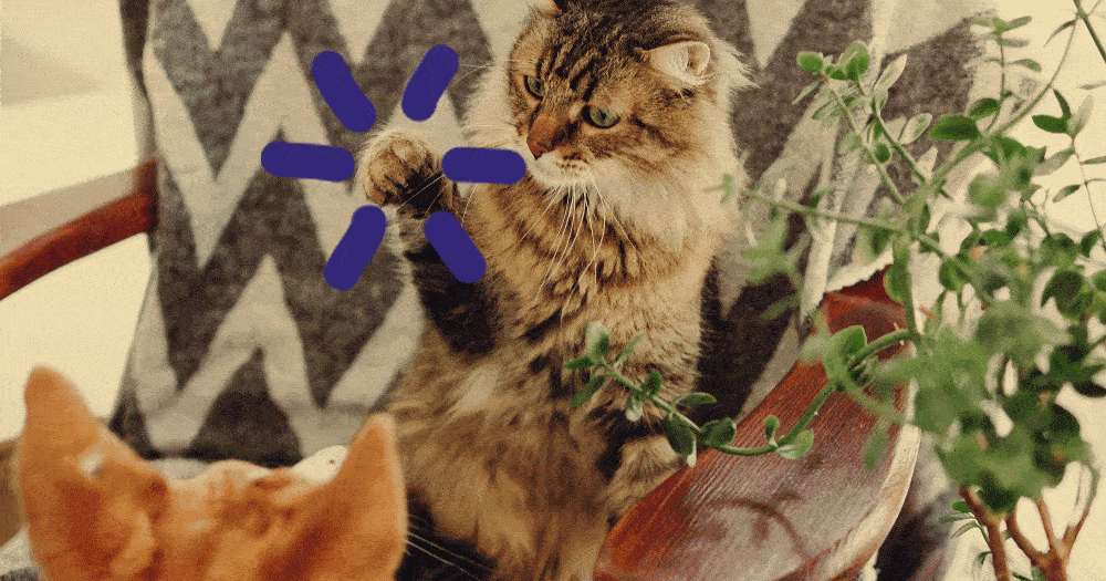 7 Tips to How To Get Cats To Get Along Together