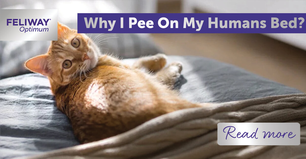 cat peeing on bed