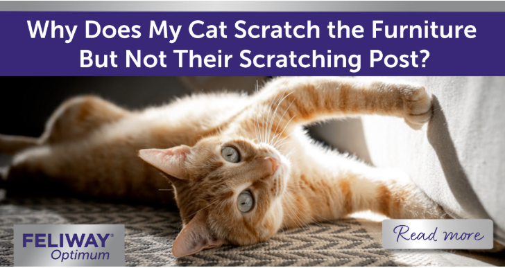 Ginger cat scratching fabric sofa. 