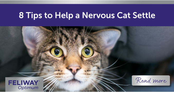 Nervous tabby cat hiding under blanket.