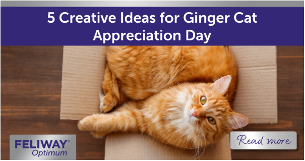 Ginger Cat lying in a cardboard box.