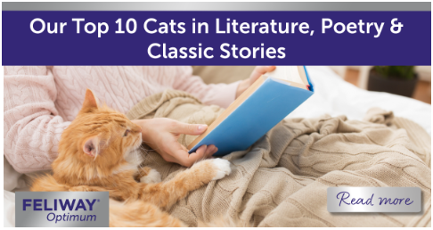 Ginger cat laying on a blanket next to a human reading a book.