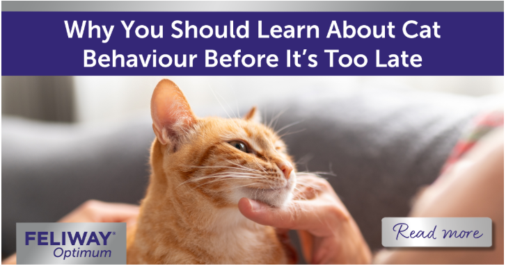 Man stroking a ginger cat sitting on his chest.