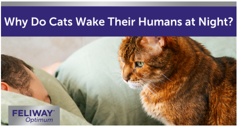 Cat looking at a human asleep in a bed. 