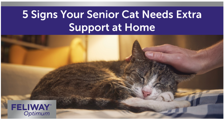 Older cat curled up on a bed while a human gently strokes their head.