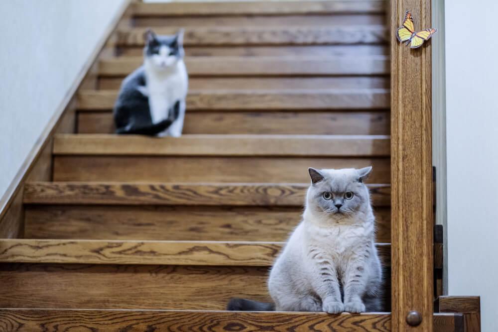 How To Introduce A New Cat In The Family